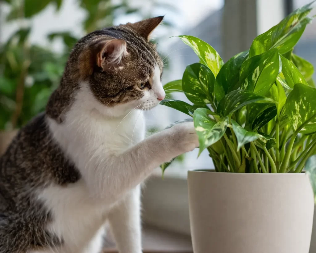 Een nieuwsgierige kat bij een kamerplant. Let op: sommige planten zijn giftig voor katten.