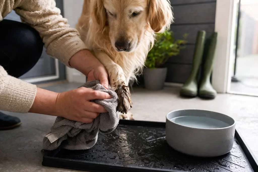 Modderige hondenpoten afvegen bij binnenkomst om het huis schoon te houden.